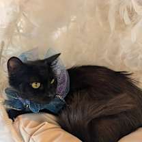 Thumbnail photo of Fluffy #3