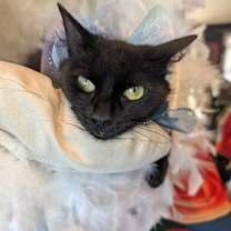 Thumbnail photo of Fluffy #4