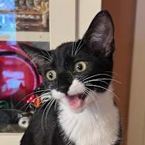 Thumbnail photo of Precious #3