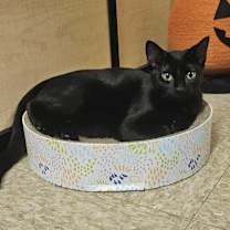 Thumbnail photo of Lasagna (Aka Picky) #4