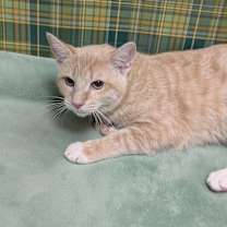 Thumbnail photo of Clementine #2