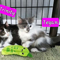 Thumbnail photo of Tegan #2