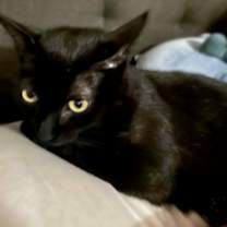 Thumbnail photo of Comet #4