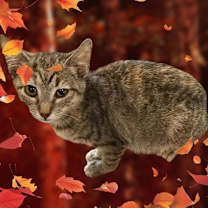 Thumbnail photo of Spice #2