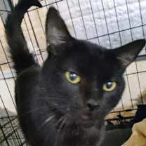 Thumbnail photo of Cedric the Furtainer #3