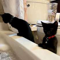 Thumbnail photo of FRICK & FRACK - Adorable Twin Brothers! #3