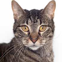 Thumbnail photo of Pea #1