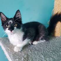 adopt-pet