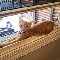 Thumbnail photo of Merlin #2