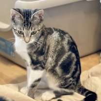 Thumbnail photo of Muffin #3