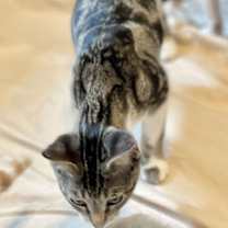 Thumbnail photo of Muffin #4