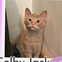 Thumbnail photo of Colby Jack #1