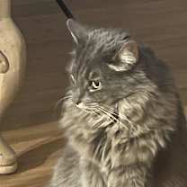 Thumbnail photo of Urma #1