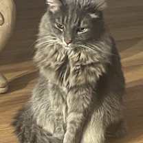 Thumbnail photo of Urma #2