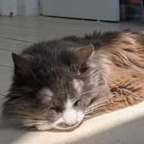 Thumbnail photo of Joey #2