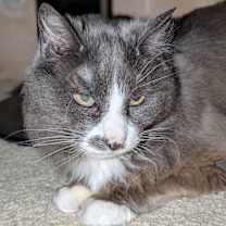 Thumbnail photo of Joey #3