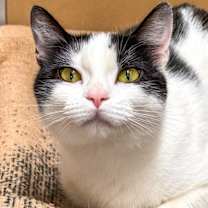 Thumbnail photo of Cakes -- Bonded Buddy With Simba #1