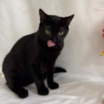 Thumbnail photo of Night Fury #1