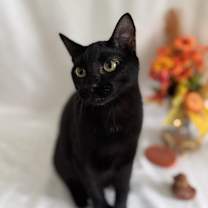 Thumbnail photo of Night Fury #2