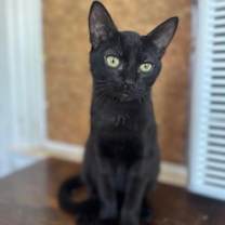 Thumbnail photo of Night Fury #3