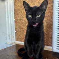 Thumbnail photo of Night Fury #4