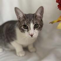 Thumbnail photo of Zedd #2