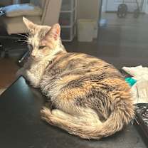 Thumbnail photo of Laramie #4