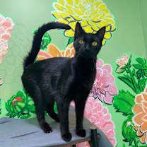 Thumbnail photo of Sirena #1