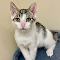 Thumbnail photo of Laurel #3