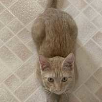 Thumbnail photo of Peaches The Boy w/ 2 Back Toes #1