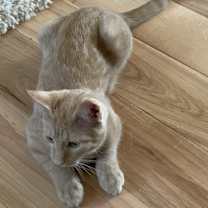 Thumbnail photo of Peaches The Boy w/ 2 Back Toes #2