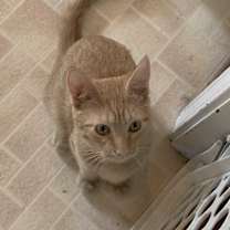 Thumbnail photo of Peaches The Boy w/ 2 Back Toes #3