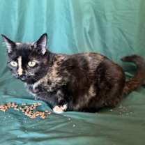 Thumbnail photo of Sweet Pea #1