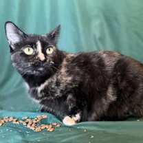 Thumbnail photo of Sweet Pea #2