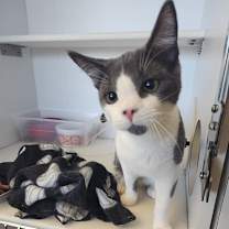 Thumbnail photo of Frodo #1