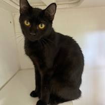 Thumbnail photo of Dot #4