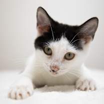 Thumbnail photo of Eva #1