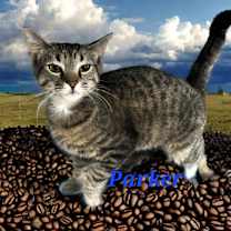 Thumbnail photo of Parker #1