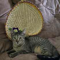 Thumbnail photo of King FOSTER #1