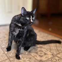 Thumbnail photo of Sweet Pea #3