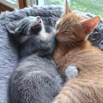 adopt-pet