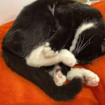 Thumbnail photo of Oreo #3