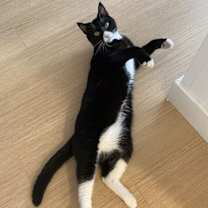 Thumbnail photo of Oreo #4