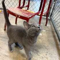 Thumbnail photo of Jade #1