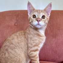 adopt-pet