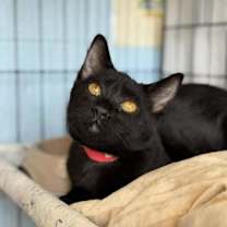 Thumbnail photo of Penny #1