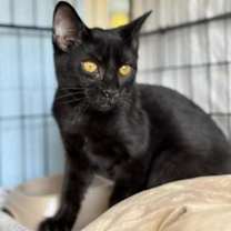 Thumbnail photo of Penny #2