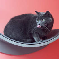 Thumbnail photo of Louella #1