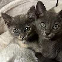 Thumbnail photo of Ruby #3