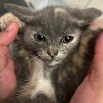 Thumbnail photo of Ruby #4